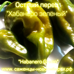Семена острого перца "Habanero Green" ( Хабанеро грин)