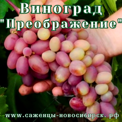 Саженцы сортового винограда "Преображение"