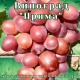 Саженцы сортового винограда "Прима"