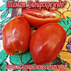Рассада томатов сорта "Сибирское чудо"