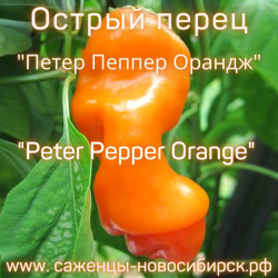 Перец острый "Peter Pepper Orange" 