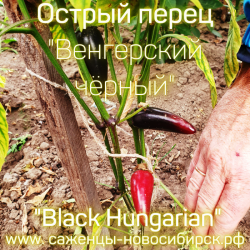 Семена острого перца сорта "Венгерский чёрный"
