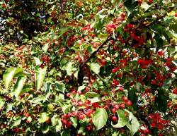 Яблоня сибирская ягодная ( непривитая)