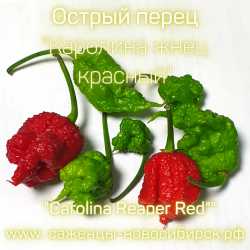 Рассада острого перца "Carolina Reaper Red" ( Каролина Жнец красный)