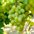 Саженцы сортового винограда "Богатяновский"