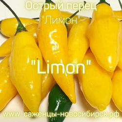 Рассада острого перца сорта ""Limon" (Лимон)