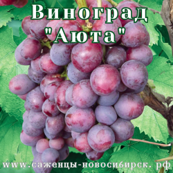 Саженцы сортового винограда "Аюта"