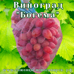 Саженцы сортового винограда "Богема"