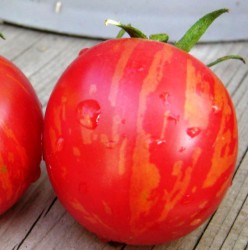 Семена томатов сорта "Розовый вернисаж"(Vernissage pink, Ukraine)