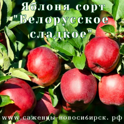 Яблоня "Белорусское сладкое"