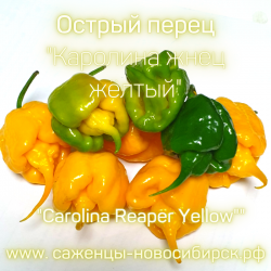 Семена острого перца сорта "Carolina Reaper Yellow" ( Каролина Жнец жёлтый)