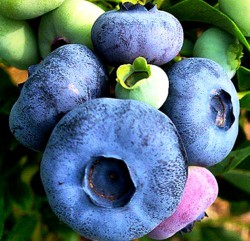 Голубика сортовая садовая "Патриот"