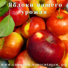 Саженцы сибирских яблонь с закрытой корневой системой